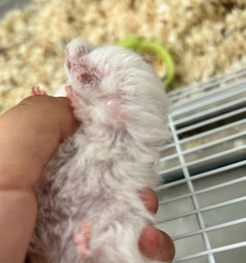 仓鼠生病如何正确用药治疗？关键步骤全解析