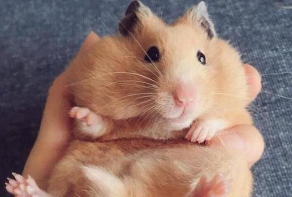 仓鼠生病如何正确用药治疗？关键步骤全解析