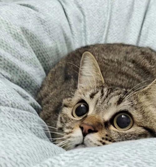 猫咪眼睛发亮的科学原理揭秘 猫咪眼睛发亮的科学原理揭秘