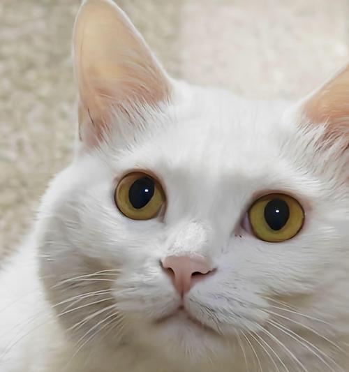 猫咪眼睛发亮的科学原理揭秘 猫咪眼睛发亮的科学原理揭秘