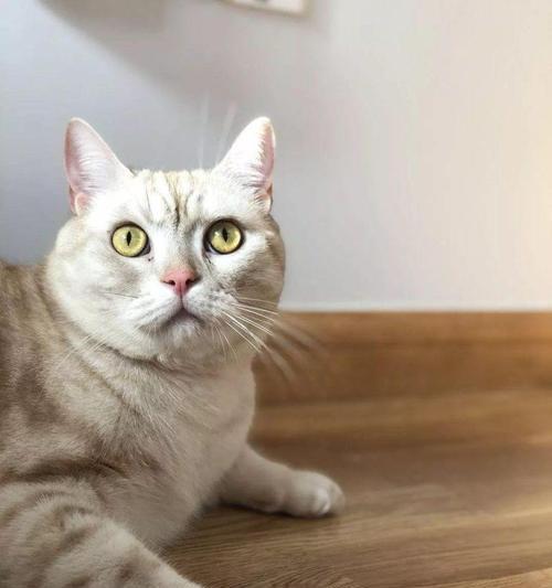 猫咪眼睛发亮的科学原理揭秘 猫咪眼睛发亮的科学原理揭秘