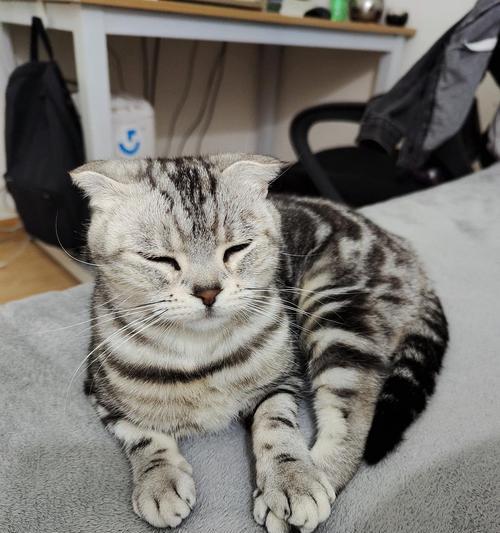 霸气公猫名字推荐，展现独特个性与威严