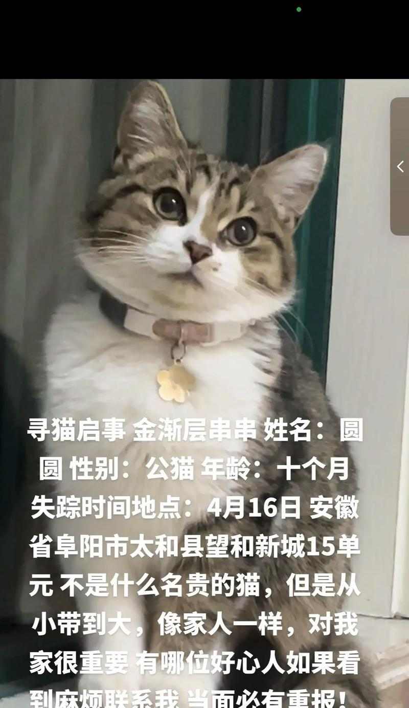 霸气公猫名字推荐，展现独特个性与威严