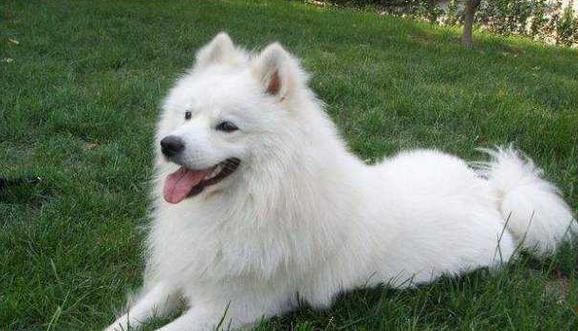 了解萨摩耶犬种标准对培育优质犬只的意义