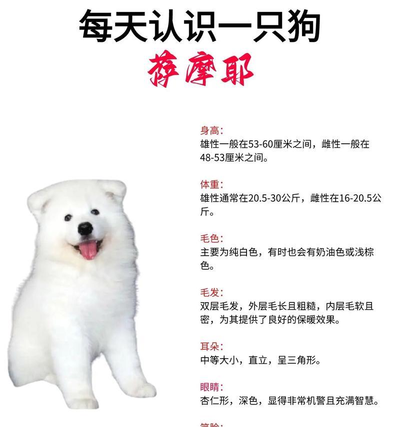了解萨摩耶犬种标准对培育优质犬只的意义