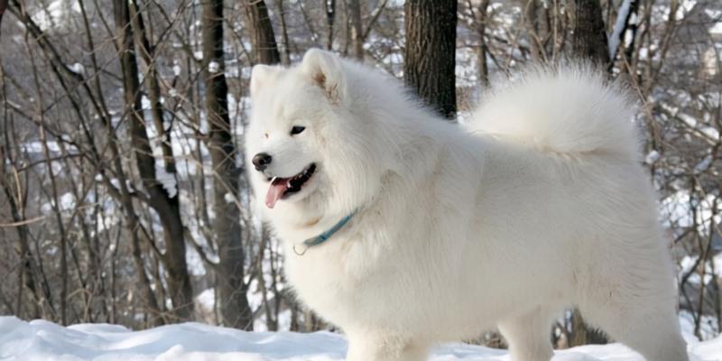 了解萨摩耶犬种标准对培育优质犬只的意义