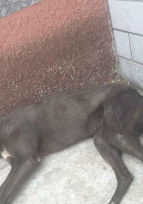 小狗持续呕吐透明液体的原因与应对方法