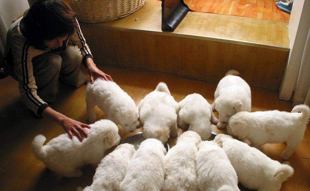 小狗持续呕吐透明液体的原因与应对方法