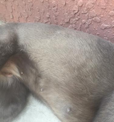 小狗持续呕吐透明液体的原因与应对方法