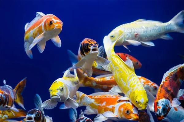 锦鲤饲料添加螺旋藻粉的作用与好处