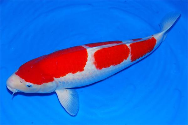 锦鲤掉鳞常见原因及防治方法