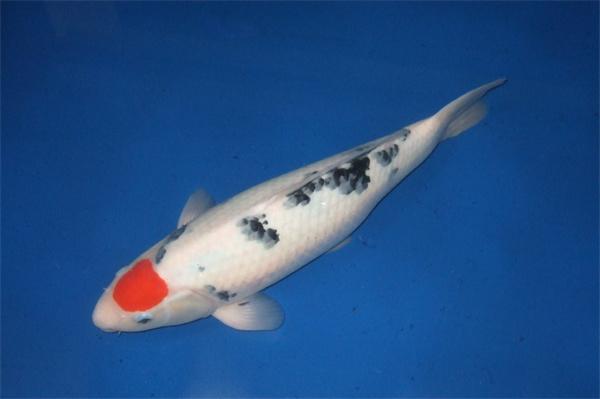 锦鲤掉鳞常见原因及防治方法