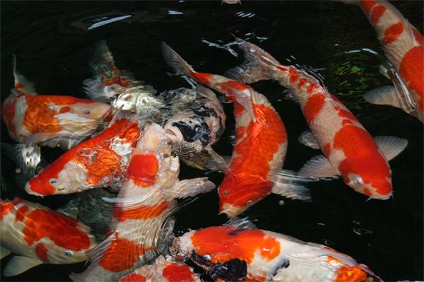 锦鲤饲料添加螺旋藻粉的作用与好处