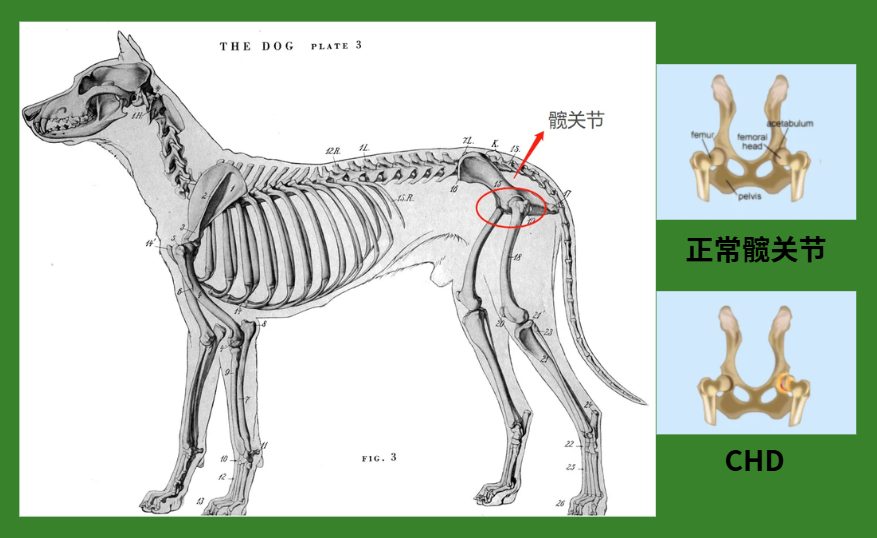 狗狗髋关节发育不良的原因与治疗指南
