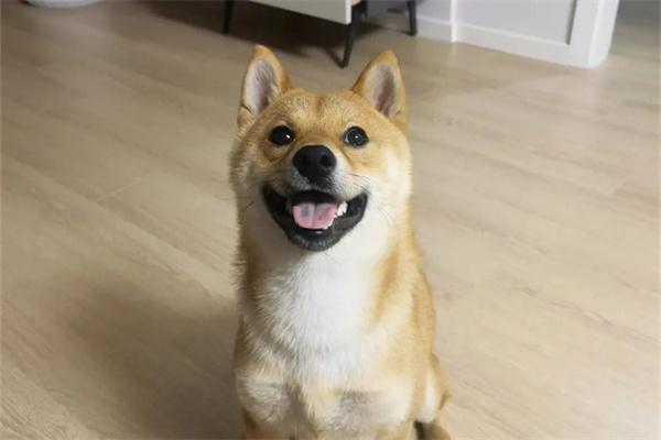 狗狗扑人的原因及如何正确引导