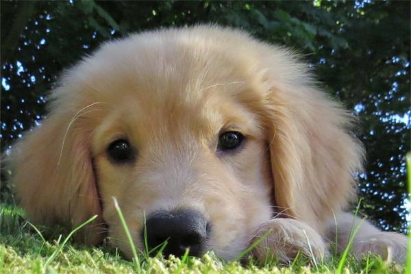 哪些狗狗脾气好？适合新手饲养的温顺犬种推荐