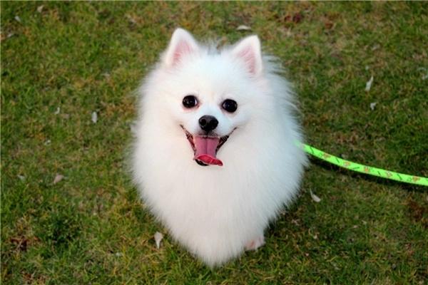 哪些狗狗脾气好？适合新手饲养的温顺犬种推荐