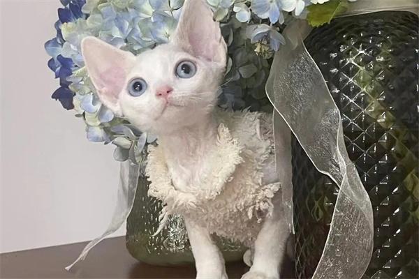 如何缓解猫咪压力，让它们更健康快乐地生活