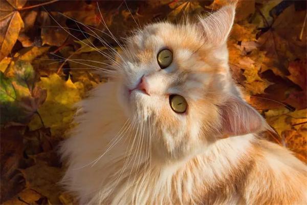 猫咪示好行为解析，如何正确回应它们的爱意