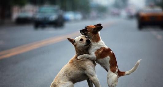 狗狗最佳配种时间的三种科学判断方法