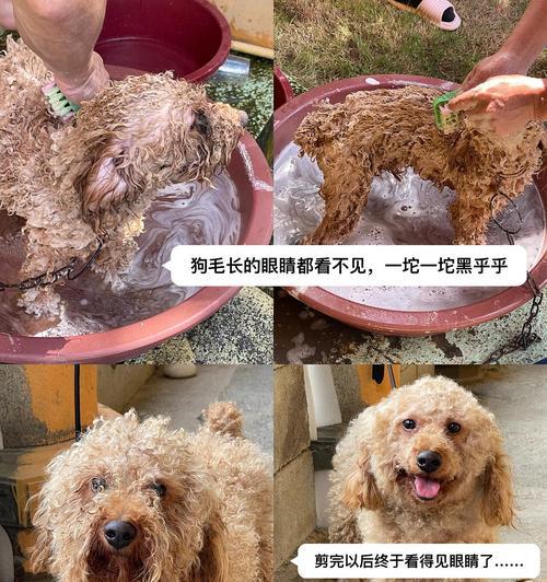 泰迪冬季洗澡频率如何把握?保持清洁与健康的关键 泰迪冬季洗澡频率如何把握?保持清洁与健康的关键
