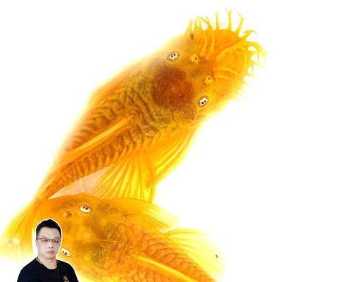 入门级鼠鱼推荐:适合新手的品种与饲养要点 入门级鼠鱼推荐:适合新手的品种与饲养要点