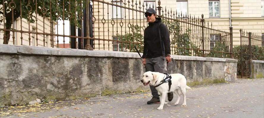 拉布拉多犬饲养全攻略：品种特点、训练与健康护理