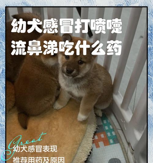 狗狗流鼻涕的原因、症状及护理方法详解 狗狗流鼻涕的原因、症状及护理方法详解