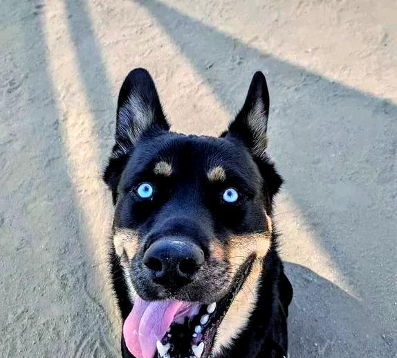 探索哈士奇世界:多姿多态的品种魅力 探索哈士奇世界:多姿多态的品种魅力