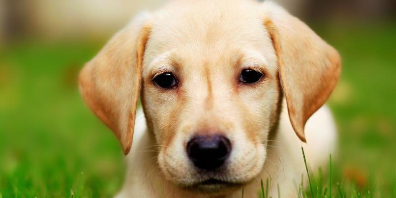 拉布拉多犬饲养全攻略：品种特点、训练与健康护理