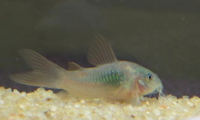 入门级鼠鱼推荐:适合新手的品种与饲养要点 入门级鼠鱼推荐:适合新手的品种与饲养要点