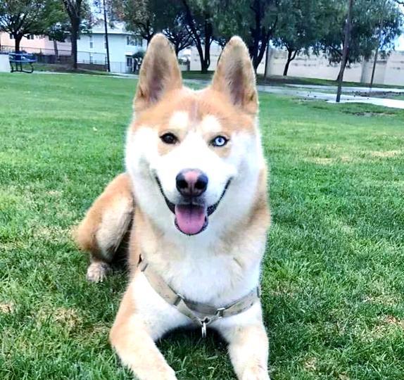 探索哈士奇世界:多姿多态的品种魅力 探索哈士奇世界:多姿多态的品种魅力