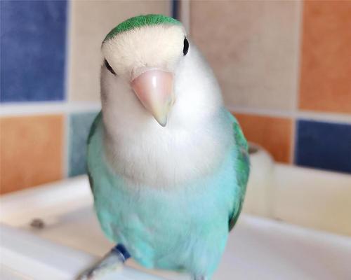 牡丹鹦鹉寿命延长全攻略,科学饲养与健康生活关键 牡丹鹦鹉寿命延长全攻略,科学饲养与健康生活关键