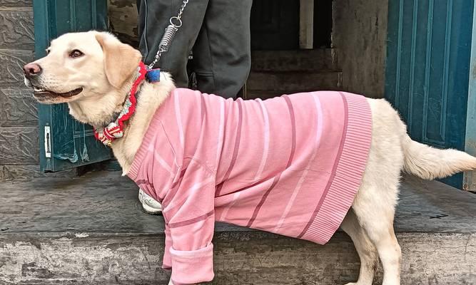 拉布拉多犬饲养全攻略：品种特点、训练与健康护理