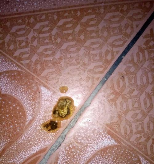 狗狗肺炎输液治疗时长与关键注意事项 狗狗肺炎输液治疗时长与关键注意事项