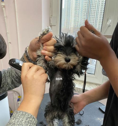 小狗第三针后洗澡注意事项及护理要点