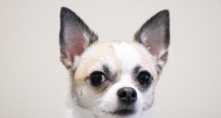 如何正确养吉娃娃？五大注意事项指南