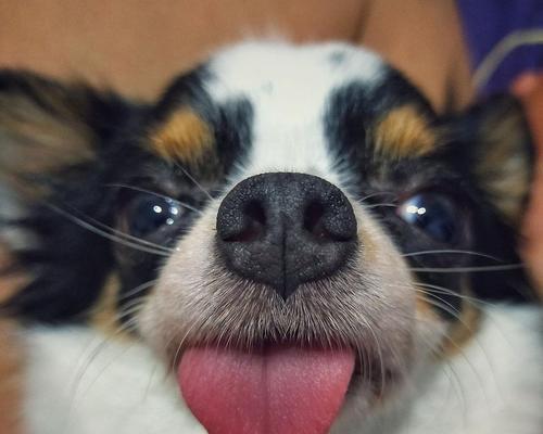 狗狗吐舌头的6个真实原因解析