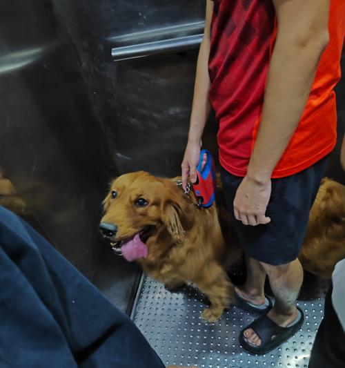 狗狗吐舌头的6个真实原因解析