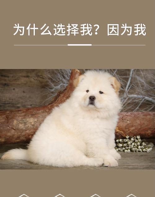 松狮毛发修剪指南:如何维持最佳造型 松狮毛发修剪指南:如何维持最佳造型