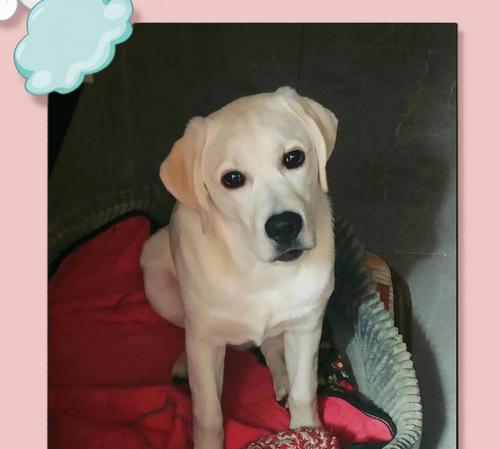 拉布拉多产后驱虫指南：健康护理与预防措施