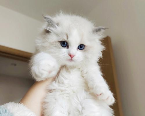 异国短毛猫断奶注意事项与健康发育指南