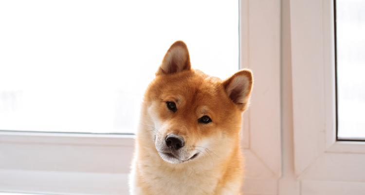 狗狗吐舌头的6个真实原因解析