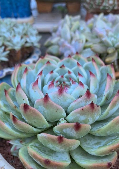 如何正确养吉娃娃？五大注意事项指南