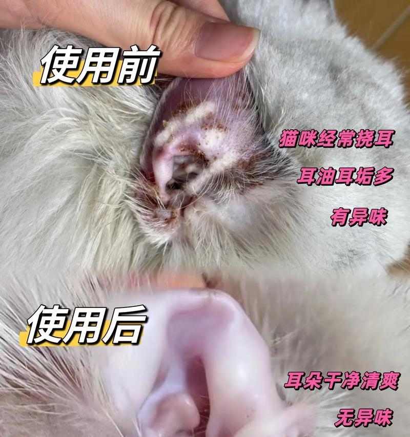 如何科学选择狗狗耳螨治疗药物及护理技巧