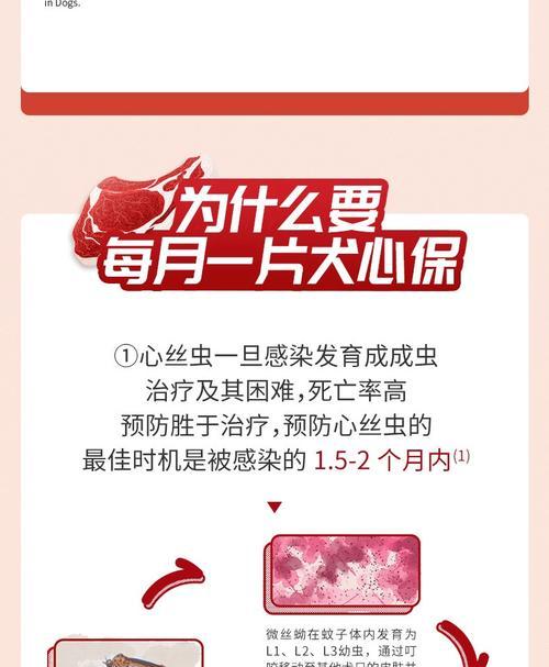 狗狗打虫药见效时间与注意事项全解析