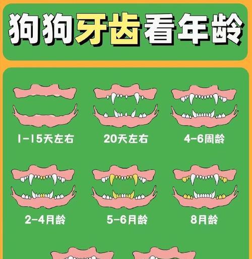 狗狗牙齿生命周期全解析，掌握关键护理技巧