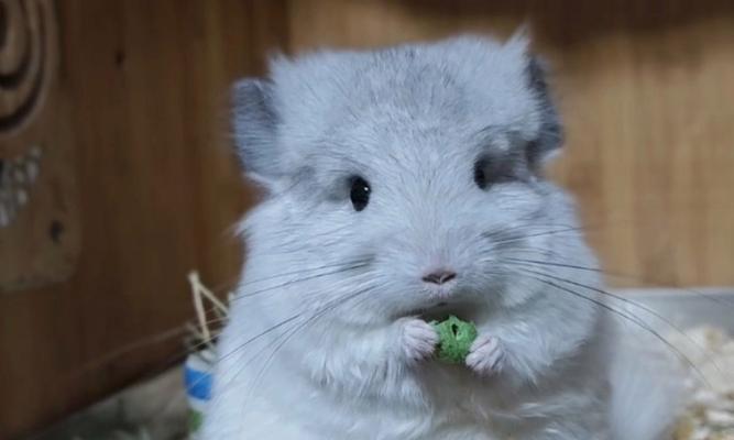 科学喂养龙猫，确保营养均衡与健康生活