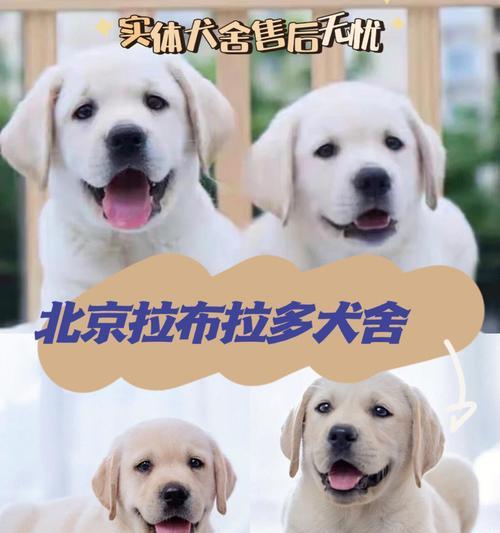 拉布拉多犬科学喂养指南：每日适量与健康饮食技巧