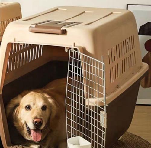 带狗旅行如何选择航空公司？必备指南